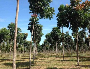 O livro aponta o mogno-africano como  alternativa em plantios puros e em sistemas de integração lavoura-pecuária-floresta, sua  caracterização e propriedades tecnológicas da madeira, e importância da certificação em plantios comerciais. (Foto reprodução Google)