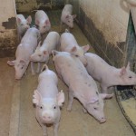 Desde que começou a ser implantado na Unidade em 2009, o novo sistema poupou 85% dos animais do uso de medicamentos. (Foto: Monalisa Pereira/divulgação)