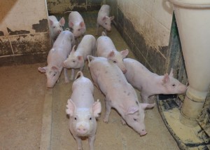 Desde que começou a ser implantado na Unidade em 2009, o novo sistema poupou 85% dos animais do uso de medicamentos. (Foto: Monalisa Pereira/divulgação)