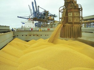 Os setores que apresentam aumento real do VBP são: algodão (+18,2%), banana (+19,5%), batata-inglesa (+107,4%), feijão (+58,8%), mamona (+37,9%), milho (+23,5%) e tomate (+13,2%). (Foto: reprodução/Matopiba Agro).