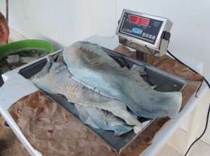 Um dos diferenciais foi o curtimento com uso de tanino sintético, sem aplicação de cromo no processo. Foto: Ana Maio/divulgação