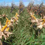 O zoneamento faz parte do Programa de Garantia de Atividade Agropecuária (Proagro), além de ser usado por várias instituições financeiras para a concessão do crédito rural. Foto: Agência de Notícias - Embrapa