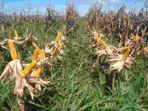 O zoneamento faz parte do Programa de Garantia de Atividade Agropecuária (Proagro), além de ser usado por várias instituições financeiras para a concessão do crédito rural. Foto: Agência de Notícias - Embrapa
