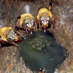 Colônia de Uruçu-amarela (Melipona flavolineata) alimentada com dieta artificial colorida com anilina verde para rastreamento. Foto: Cristiano Menezes