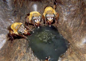 Colônia de Uruçu-amarela (Melipona flavolineata) alimentada com dieta artificial colorida com anilina verde para rastreamento. Foto: Cristiano Menezes