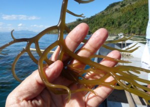 A descoberta abre caminhos para o desenvolvimento de novos produtos alimentícios prebióticos feitos à base dessa goma e promotores de benefícios à atividade intestinal. .  Foto Divulgação