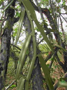 Espécie Vanilla calyculata Schltr no Brasil. Foto: divulgação INB.