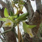 A Embrapa Recursos Genéticos e Biotecnologia, de Brasília/DF, levou à primeira citação científica de ocorrência da espécie Vanilla calyculata Schltr no Brasil. Foto: divulgação INB