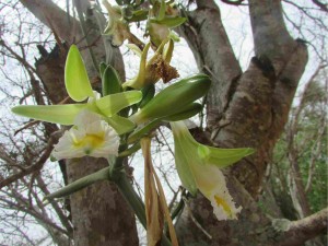 A Embrapa Recursos Genéticos e Biotecnologia, de Brasília/DF, levou à primeira citação científica de ocorrência da espécie Vanilla calyculata Schltr no Brasil. Foto: divulgação INB