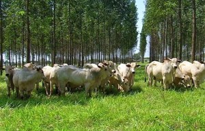 O II Congresso Mundial sobre Lavoura-Pecuária-Floresta (ILPF) será uma oportunidade para compartilhamento e discussão, com base científica, dos principais resultados e impactos dos sistemas ILPF no Brasil e no mundo. Foto: reprodução/ Embrapa.