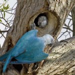 Extintas na natureza, aves que estavam na Alemanha chegam ao Brasil para iniciar processo de reintrodução em seu habitat. Foto: Ararinha da Natureza/ reprodução.