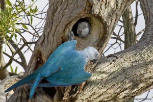 Extintas na natureza, aves que estavam na Alemanha chegam ao Brasil para iniciar processo de reintrodução em seu habitat. Foto: Ararinha da Natureza/ reprodução.