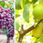 No período, o carro-chefe da produção agrícola continuou sendo a fruticultura irrigada, com destaque para uva, manga e banana, principais culturas do Vale do São Francisco, de acordo com o valor bruto de produção.