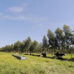 Durante os 33 meses de experimento, os especialistas mediram o desempenho produtivo e reprodutivo de vacas Gir Leiteiro a pasto com a presença e ausência de sombra. Foto: divulgação Embrapa