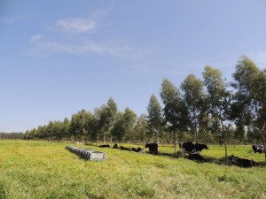 Durante os 33 meses de experimento, os especialistas mediram o desempenho produtivo e reprodutivo de vacas Gir Leiteiro a pasto com a presença e ausência de sombra. Foto: divulgação Embrapa