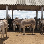 Inicialmente os animais serão abatidos pelo frigorífico de Amargosa, único o mundo que é credenciado pelo Governo chinês para o abate de jumentos. A carne é utilizada para consumo humano e a pele pela indústria farmacêutica e de cosméticos. Foto: relacionada / reprodução Internet.
