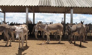 Inicialmente os animais serão abatidos pelo frigorífico de Amargosa, único o mundo que é credenciado pelo Governo chinês para o abate de jumentos. A carne é utilizada para consumo humano e a pele pela indústria farmacêutica e de cosméticos. Foto: relacionada / reprodução Internet.