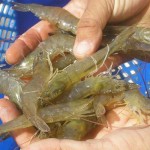 Embrapa participa do consórcio por meio de quatro centros de pesquisa: Pesca e Aquicultura (Palmas-TO), Tabuleiros Costeiros (Aracajú-SE), Meio Norte (Teresina-PI) e Amazônia Ocidental (Manaus-AM). Foto: divulgação.