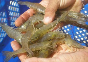Embrapa participa do consórcio por meio de quatro centros de pesquisa: Pesca e Aquicultura (Palmas-TO), Tabuleiros Costeiros (Aracajú-SE), Meio Norte (Teresina-PI) e Amazônia Ocidental (Manaus-AM). Foto: divulgação.