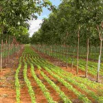 “Quando o preço da madeira de baixa qualidade está baixo, é preciso considerar a possibilidade de suprir o mercado de madeira de qualidade superior para compensar o investimento”. Foto: Embrapa / pesquisa