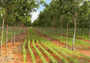 “Quando o preço da madeira de baixa qualidade está baixo, é preciso considerar a possibilidade de suprir o mercado de madeira de qualidade superior para compensar o investimento”. Foto: Embrapa / pesquisa