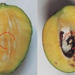 A presença da broca pode colocar esse setor em risco, pois há restrições à exportação de frutas e vegetais com a presença de pragas quarentenárias, como é o caso do Sternochetus. Foto: Alessanadra de Carvalho Silva / divulgação.