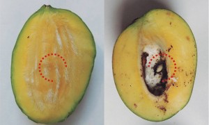 A presença da broca pode colocar esse setor em risco, pois há restrições à exportação de frutas e vegetais com a presença de pragas quarentenárias, como é o caso do Sternochetus. Foto: Alessanadra de Carvalho Silva / divulgação.