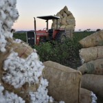 Pequenos produtores de algodão contam com projetos de irrigação de estaduais