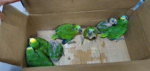 Proteção Animal Mundial afirma que o banimento pode evitar futuras pandemias. Foto: reprodução / Polícia Militar Ambiental (PMA/MS)