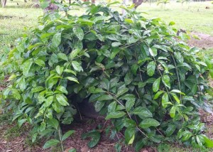 O cipó-alho é uma planta da vegetação nativa da Amazônia fácil de ser encontrada - Foto Carlos Alberto Moraes