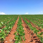 Desafio é obter um inoculante microbiano solubilizador de fósforo capaz de atender diferentes tipos de solos e culturas no Brasil. foto: Divulgação