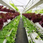 Tecnologias alimentares devem ser explicadas ao público para serem adotadas. Fotos: Shutterstock / divulgação.