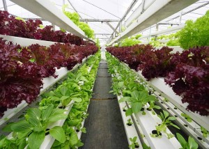 Tecnologias alimentares devem ser explicadas ao público para serem adotadas. Fotos: Shutterstock / divulgação.