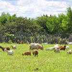 Diversificação de espécies é a principal recomendação dos pesquisadores integrantes do Projeto Forrageiras para o Semiárido Foto: Embrapa / divulgação.