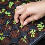 O curso é voltado para produtores, técnicos, estudantes, professores e demais interessados. As inscrições são gratuitas e podem ser feitas a partir da terça-feira, dia 9 de Junho. Foto: relacionada / reprodução.