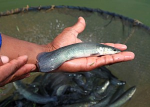 O cipó-alho tem alicina, composto que induz ao aumento no consumo de ração, e melhora o desempenho zootécnico dos peixes e o sistema imunológico. Foto: Jefferson Christofoletti / divulgação