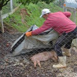 Para auxiliar produtores e órgãos regulamentadores, a Embrapa Suínos e Aves tem atuado na avaliação de práticas e tecnologias para tratamento e destinação dessas carcaças. Monalisa Pereira / Embrapa / divulgação.