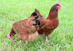 As galinhas poedeiras coloniais Embrapa 051 são híbridas, resultantes do cruzamento entre linhas Rhode Island Red e Plymouth Rock Branca, selecionadas na Embrapa Suínos e Aves. Foto: Levino Bassi / Embrapa Suínos e Aves.