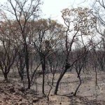 O Governo Federal publicou um decreto que proíbe o uso do fogo, por 120 dias, em áreas rurais de todo o território brasileiro. Foto: Abapa/REPRODUÇÃO