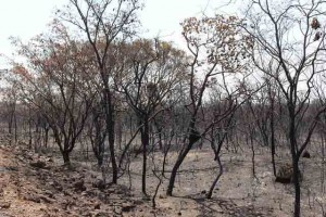 O Governo Federal publicou um decreto que proíbe o uso do fogo, por 120 dias, em áreas rurais de todo o território brasileiro. Foto: Abapa/REPRODUÇÃO