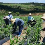 Apresentado há quase quatro meses, Projeto de Lei 735 que tramita em regime de urgência, prevê garantias para a produção de alimentos por produtores rurais impactados pela pandemia. Foto; reprodução.