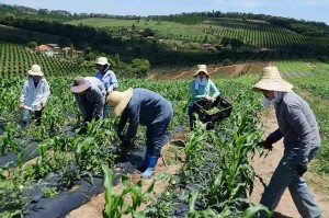 Apresentado há quase quatro meses, Projeto de Lei 735 que tramita em regime de urgência, prevê garantias para a produção de alimentos por produtores rurais impactados pela pandemia. Foto; reprodução.