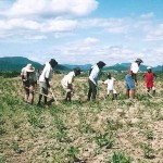 Agricultores de Guanambi aram sua lavoura "familiar" de feijão de Macáçar, uma das culturas tradicionais desta região de semiárido do médio São Francisco. Foto João Martins / Arq. Revista Integração