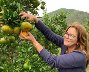 A empresária Rose Bezecry, da Cativa Natureza, já conhecia o trabalho dos produtores de ponkan de Cerro Azul e desenvolveu uma forma de trabalhar com a tangerina verde também. (Créditos: Paula Martins/Divulgação)