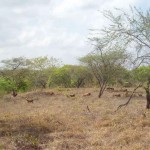 A região mais sujeita à desertificação no Brasil, o semiárido nordestino, abriga 27 milhões de pessoas. Foto: Francisco Eden Paiva Fernandes / divulgação