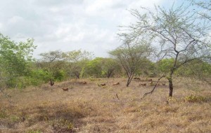 A região mais sujeita à desertificação no Brasil, o semiárido nordestino, abriga 27 milhões de pessoas. Foto: Francisco Eden Paiva Fernandes / divulgação