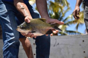 peixe Tambaqui