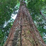 Resultados positivos com espécies amazônicas de interesse comercial em diferentes regiões do bioma corroboram a pesquisa. Foto: Arquivo Embrapa / divulgação