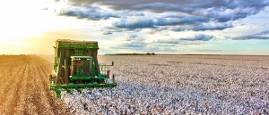 A ação integra a Campanha Sou de Algodão, realizada pela Abrapa em parceria com o Instituto Brasileiro do Algodão (IBA). Foto: Colheita de Algodão na Fazenda Busato / Divulgação Abapa.