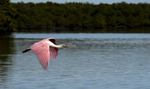 Manguezais da Área de Proteção Ambianetal(APA) de Guapi-Mirim e Estação Ecológica da Guanabara, região hidrográfica da Baía de Guanabara. Na foto o colhereiro, uma das espécies de aves encontradas na área de proteção. Volta a valer decisão que suspende proteção permanente no litoral. Foto: Tânia Rêgo / Agência Brasil.